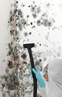 Mold: Frequently Asked Questions